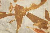 Fossil Seed Fern (Glossopteris) Plate - Australia #321019-2